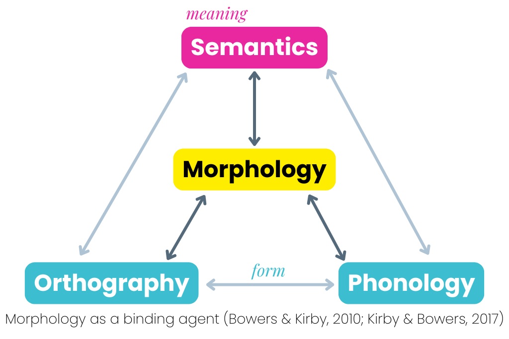 Morphology Diagram